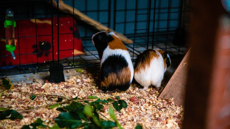 MINI SITE IN SEROPEDICA WITH POOL AND ANIMALS