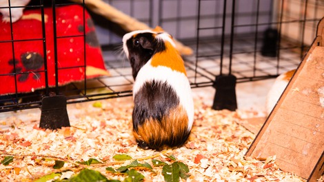 MINI SITE IN SEROPEDICA WITH POOL AND ANIMALS