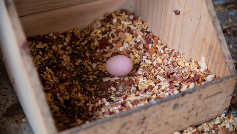 MINI SITE IN SEROPEDICA WITH POOL AND ANIMALS