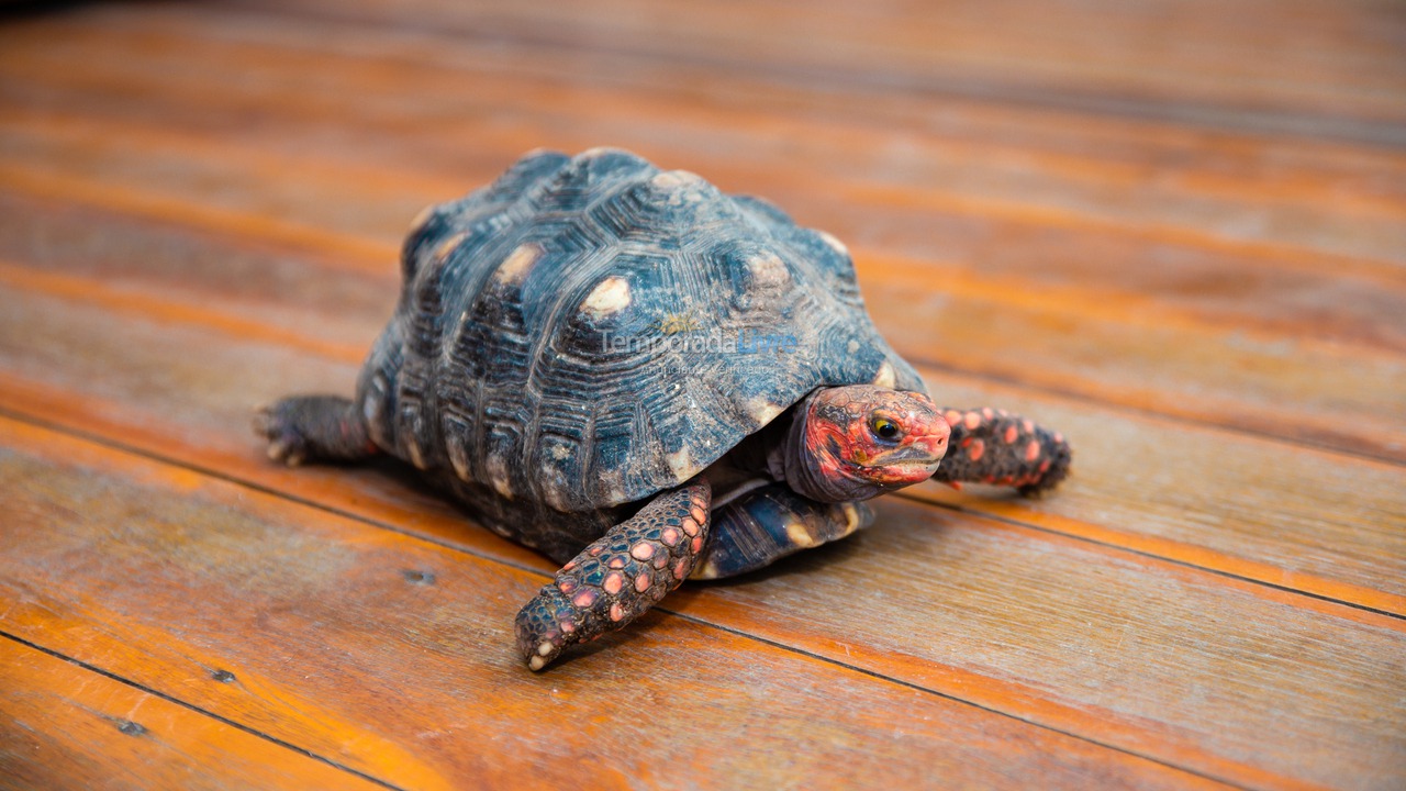 Ranch for vacation rental in Seropédica (Campo Lindo)