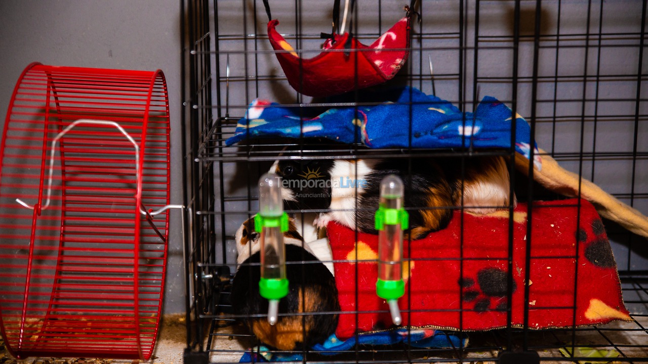 Ranch for vacation rental in Seropédica (Campo Lindo)