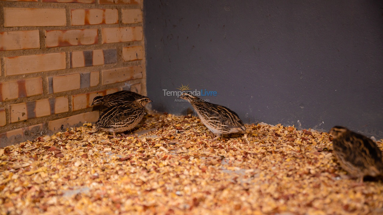 Ranch for vacation rental in Seropédica (Campo Lindo)