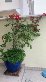 Detalhes decoração 