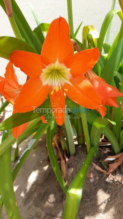 Apartamento para aluguel de temporada em Jaboatão dos Guararapes (Barra de Jangada)