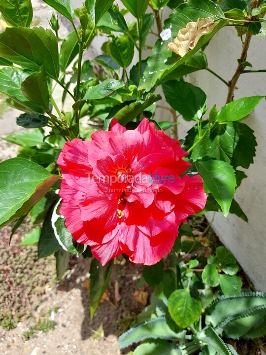 Apartamento para aluguel de temporada em Jaboatão dos Guararapes (Barra de Jangada)