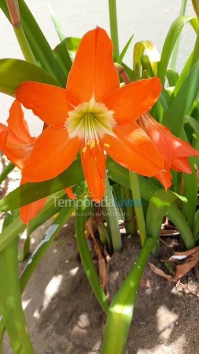 Apartamento para aluguel de temporada em Jaboatão dos Guararapes (Barra de Jangada)