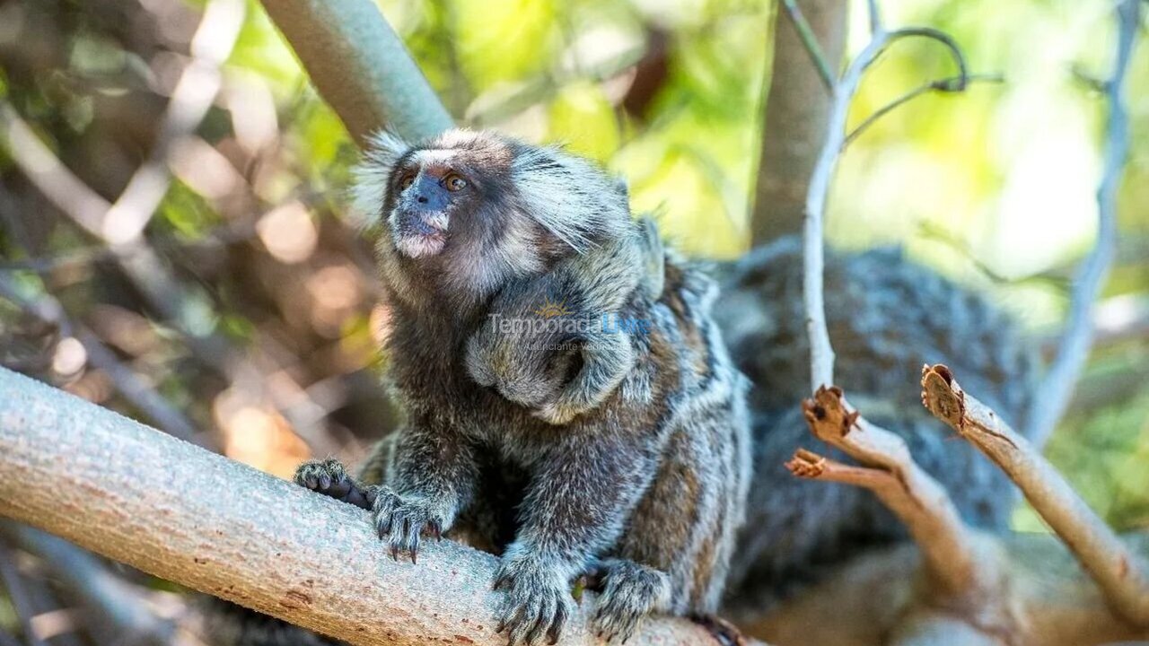 Apartamento para aluguel de temporada em Mata de São João (Imbassaí)