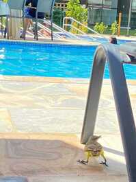 Muro Alto, Porto de Galinhas