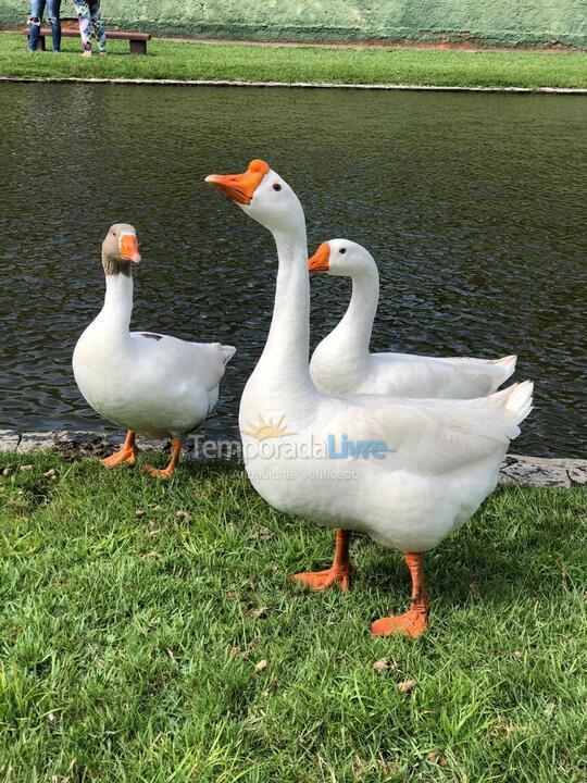 Casa para aluguel de temporada em Armação dos Búzios (Praia de Manguinhos)