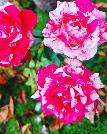 Hermosa Casa Ecológica a 8 minutos del centro de Arraial