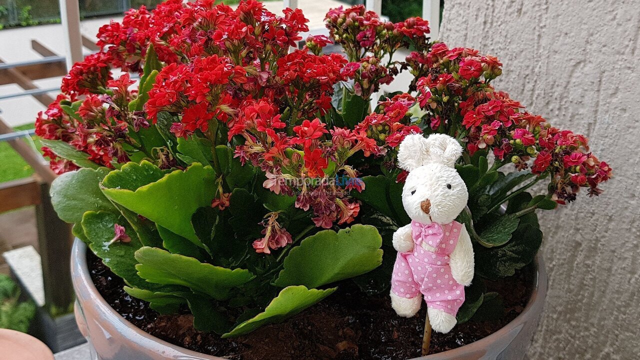 Apartamento para aluguel de temporada em Canela (Centro)