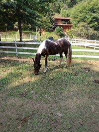 Beautiful Place/Haras