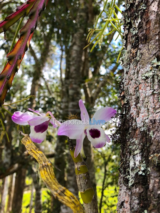 Chácara / sítio para aluguel de temporada em Morrinhos do Sul (Estrada da Perdida)