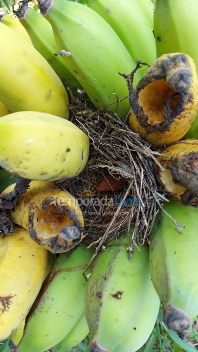 Chácara / sítio para aluguel de temporada em Imaruí (Sertao do Canguiri)