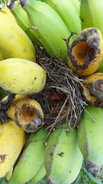 Sítio em Imaruí - SC