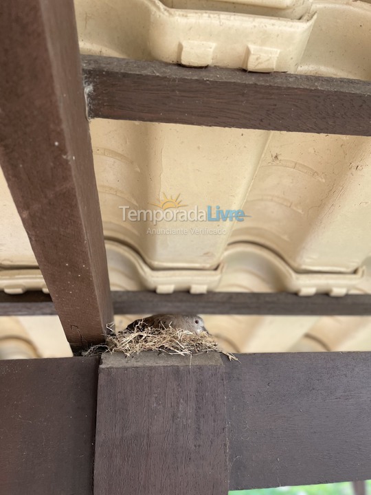 Casa para aluguel de temporada em Florianopolis (Daniela)