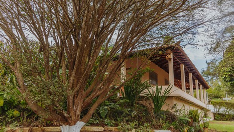 Vista da lateral da casa, jaboticabeira em priimeiro plano..