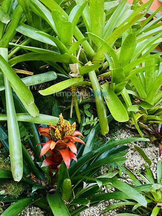 House for vacation rental in São Sebastião (Maresias)