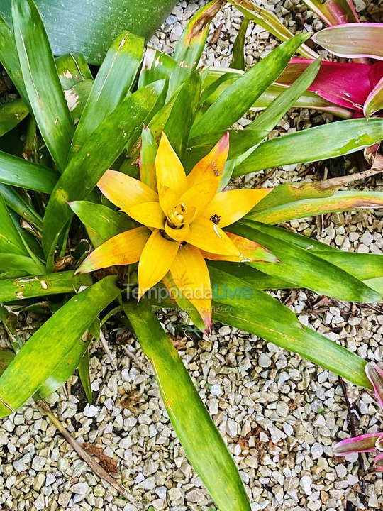 House for vacation rental in São Sebastião (Maresias)