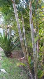 Between Paraty and Ubatuba, lush beaches! close to the track and beaches