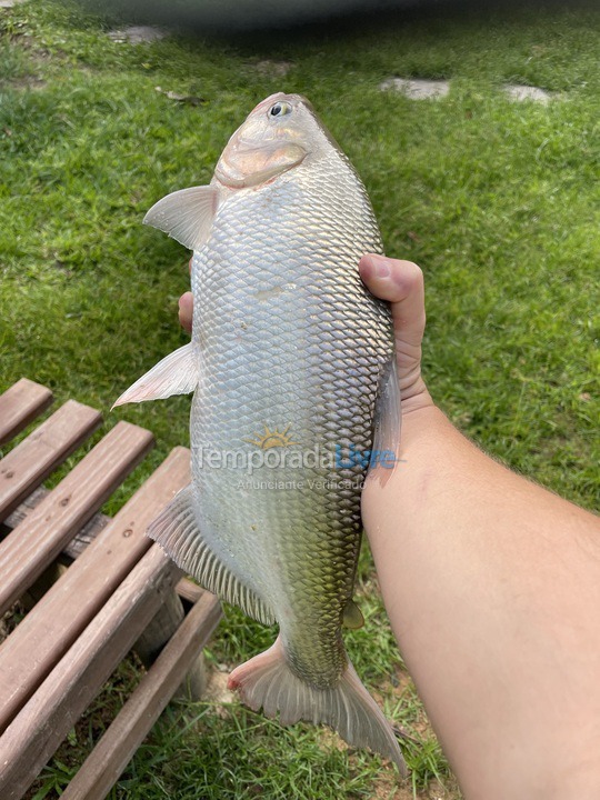 Chácara / sítio para aluguel de temporada em Mendes (5 Lagos)