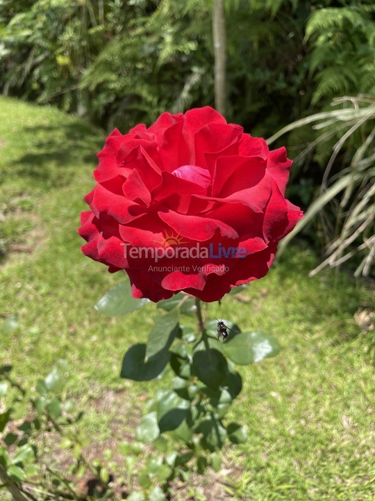 Chácara / sítio para aluguel de temporada em Mendes (5 Lagos)