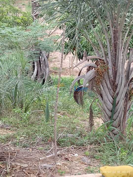 Chácara / sítio para aluguel de temporada em Abaíra (São José de Abaira)