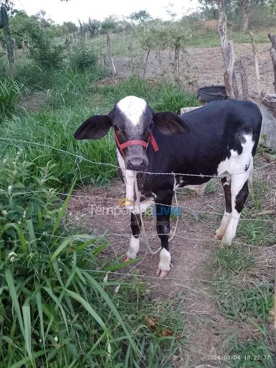 Chácara / sítio para aluguel de temporada em Abaíra (São José de Abaira)