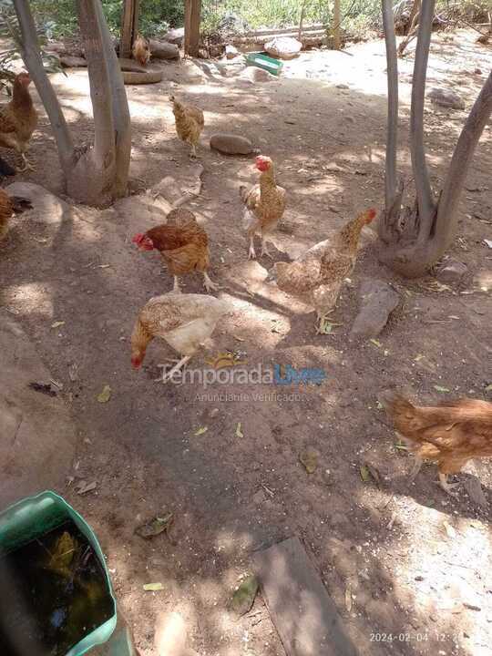 Chácara / sítio para aluguel de temporada em Abaíra (São José de Abaira)