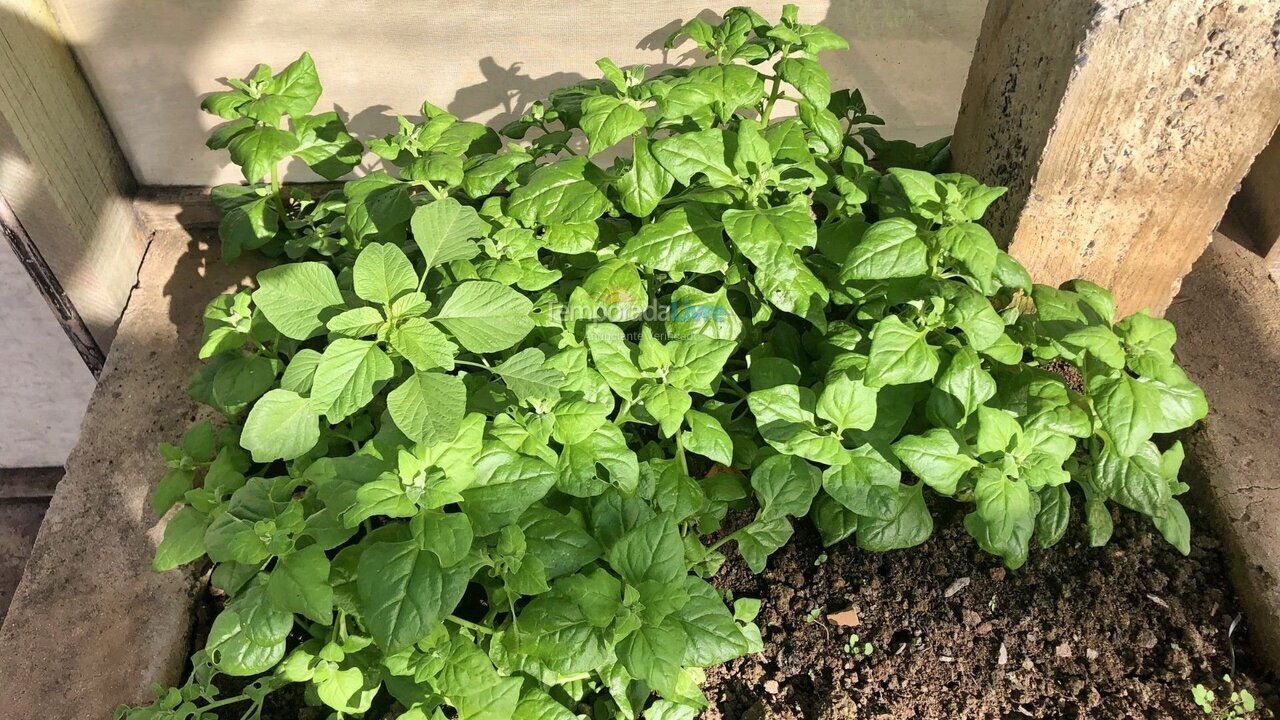 Casa para aluguel de temporada em Quadra (Aleluia Barreiro)