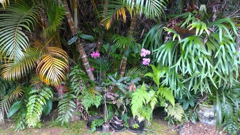 Jardim ao lado do deck