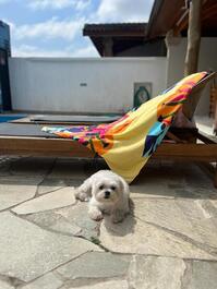 Aqui seu pet é bem vindo