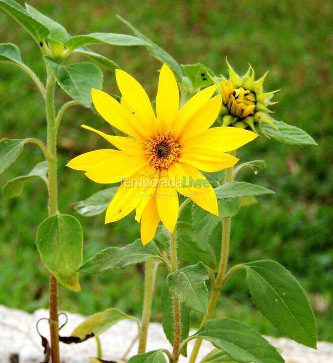 Ranch for vacation rental in Araçariguama (Caxambu)