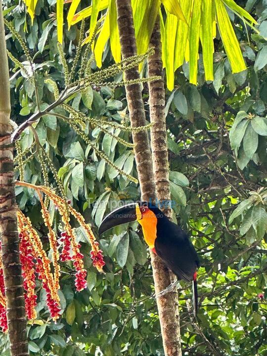 Casa para aluguel de temporada em Rio de Janeiro (Itanhangá)