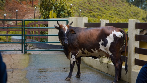 Casa chalé cercada por mata natural, com uma vista linda!