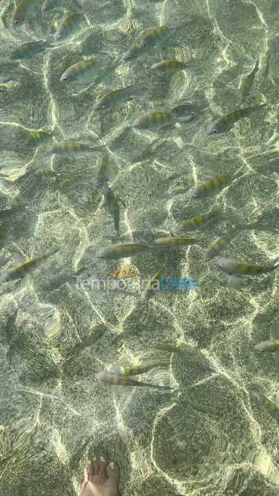 Apartamento para aluguel de temporada em Maragogi (Praia de Peroba)