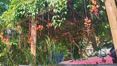 Foto do pergolado florido com flores de sapatinho de judia em frente da churrasqueira e a lateral da casa