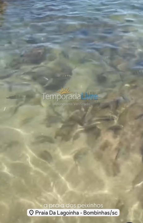 Apartment for vacation rental in Bombinhas (Praia de Bombinhas)