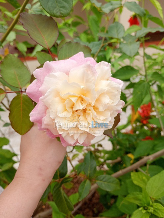 Ranch for vacation rental in Pedro de Toledo (Jardim Caju I)