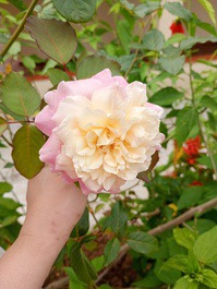 Farm... property that we rent for the season and weekends