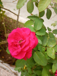 Farm... property that we rent for the season and weekends