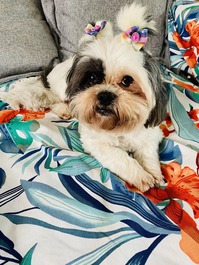 Bosque o playa está en Cafofo do Ipê Amarelo