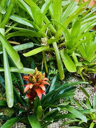 Bosque o playa está en Cafofo do Ipê Amarelo