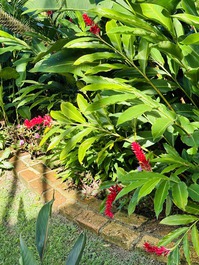 Bosque o playa está en Cafofo do Ipê Amarelo