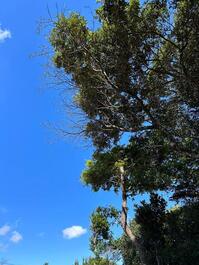 Chalet en el Valle del Capão - Chapada Diamantina/Bahia