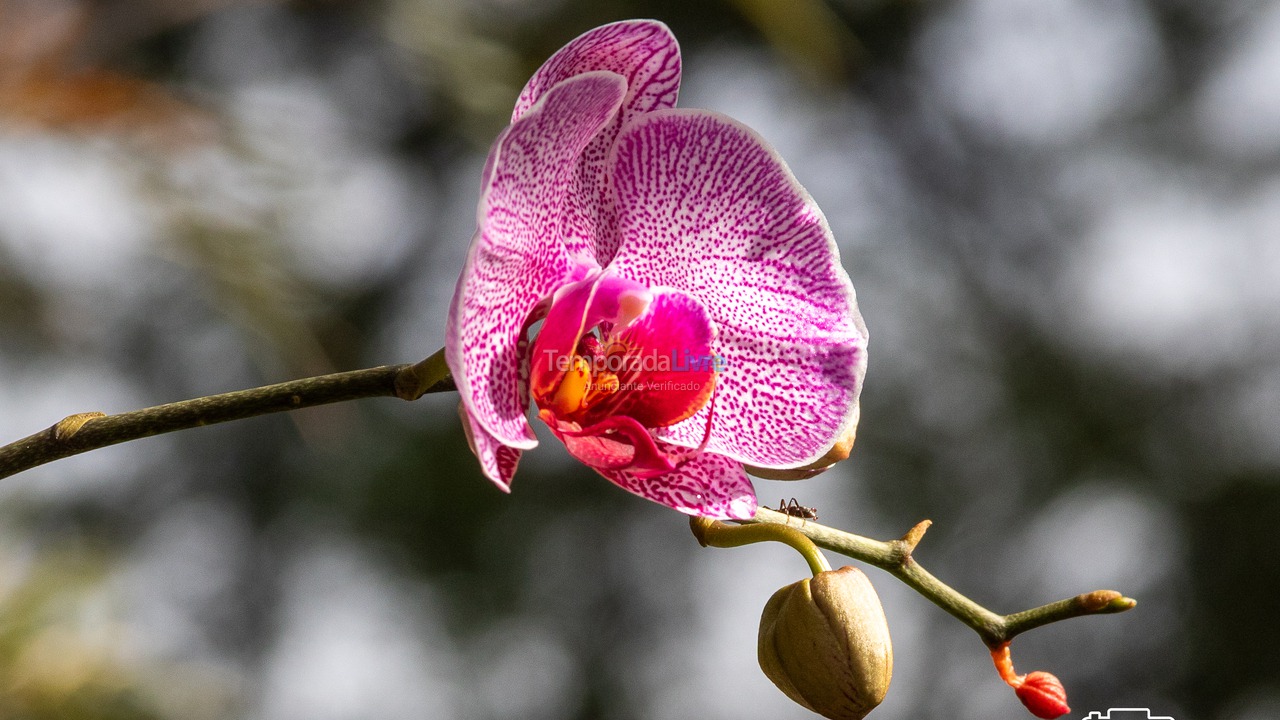 Casa para aluguel de temporada em Santa Branca (Jardim Santa Cecília)