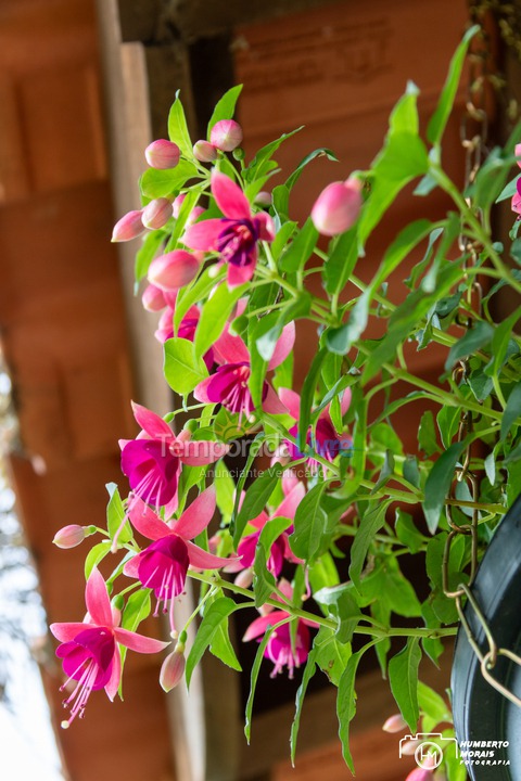Casa para aluguel de temporada em Santa Branca (Jardim Santa Cecília)