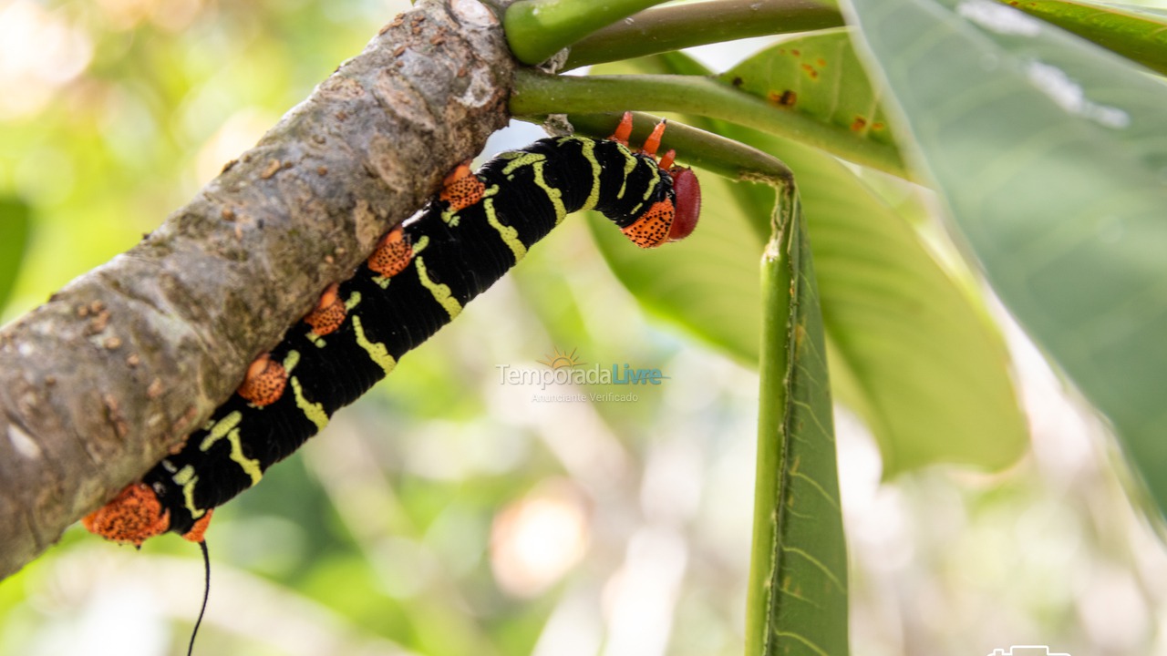 Casa para aluguel de temporada em Santa Branca (Jardim Santa Cecília)