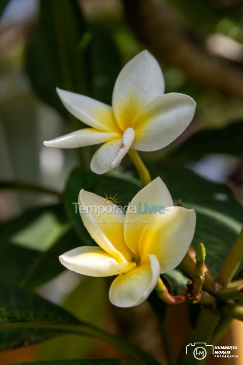 Casa para aluguel de temporada em Santa Branca (Jardim Santa Cecília)