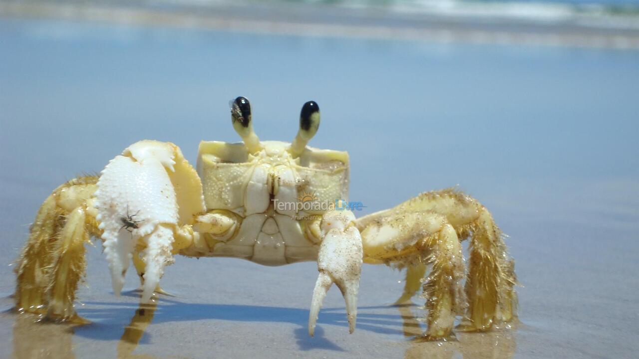 Apartamento para aluguel de temporada em Valença (Praia de Guaibim Taquary Pinhal)